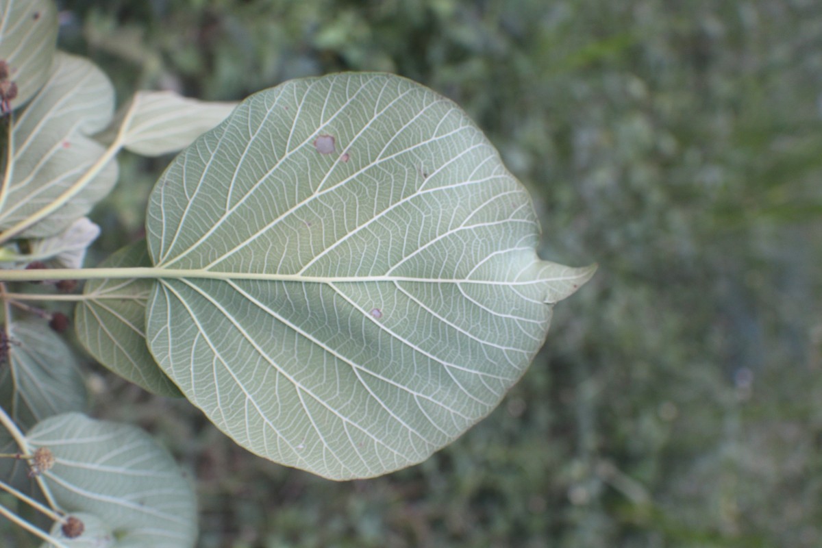 Adina cordifolia (Roxb.) Brandis